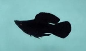 Black Baloon Molly