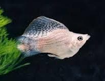 Silver Baloon Molly