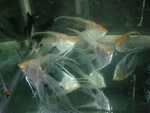 Mixed Veil Tail Angels