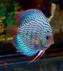 Blue Turquoise Discus                                        Symphysodon aequifasciata -