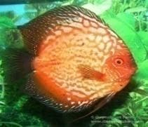 Pigeon Blood Discus (Cloud-in-the-sky/Panda Symphysodon aequifasciata -