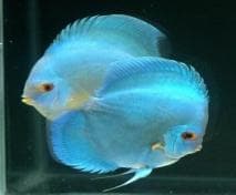 Diamond/Powder  Blue Discus                            Symphysodon aequifasciata -