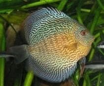 Snake Skin Discus                                              Symphysodon aequifasciata -