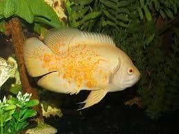 Oscar Albino