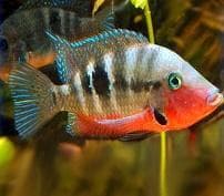Firemouth