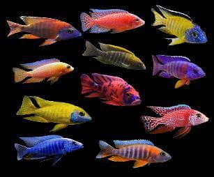 Peacock Malavi Cichlid
