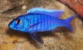 Blue Malavi Cichlid