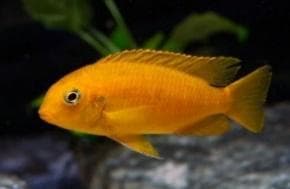 Orange Malavi Cichlid