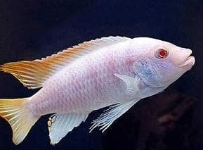 White Malavi Cichlid