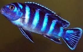 Demasoni Malavi