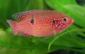 Red Jewels Cichlid