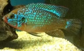 Green Jewels Cichlid