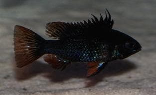 Black Ramrazi