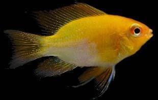 Golden Ramrazi