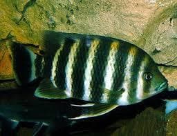 Honet fish