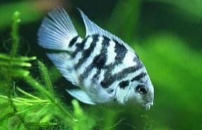 Polar Parot Fish