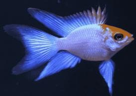 Blueakara