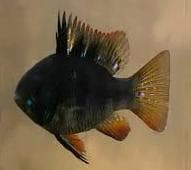 Texas Normal  Fish