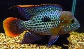 Green Terror Cichlid