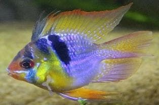White Polar Parrot Fish