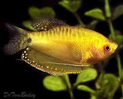 Golden Gourami