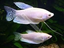 White Gourami
