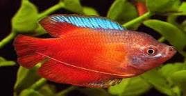 Red Dwarf Gourami