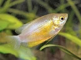 Honey Dwarf Gourami
