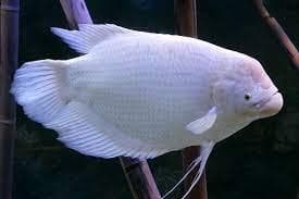 Giant Gurami White