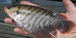 Giant Gurami Black