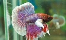 Siamese fighters - Elephant Ear   (Male)
