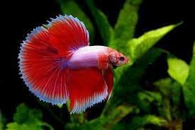Siamese fighters - Half Moon   (Male)