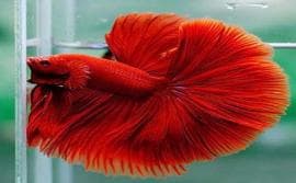 Super Red fighters