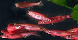 Red Zebra Danio