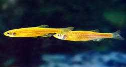 Yellow Zebra Danio