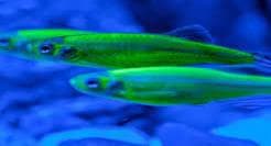 Dark Green Danio