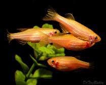 Orange Zebra Danio