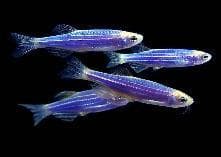 Blue Zebra  Danio
