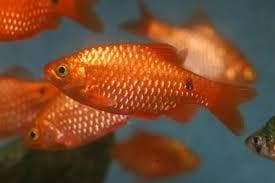 Golden Rosy Barb