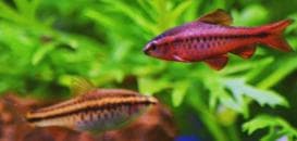 Cherry Barb