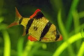 Tiger Barb