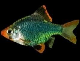 Green Tiger Barb