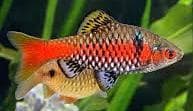 Odessa Barb