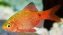 Green Rosy Barb