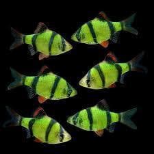 Glo Green Tiger Barb