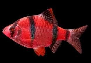 Red Barb