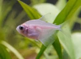 Albino White Tetra
