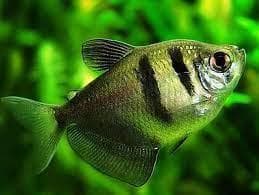 Dark Green Glow tetra