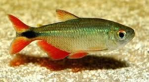 Buenos Aires Tetra Silver