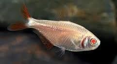 Buenos Aires Tetra Albino